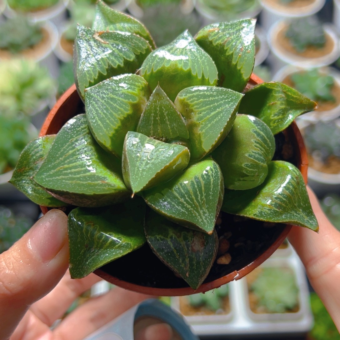 3845多肉植物一颗多肉