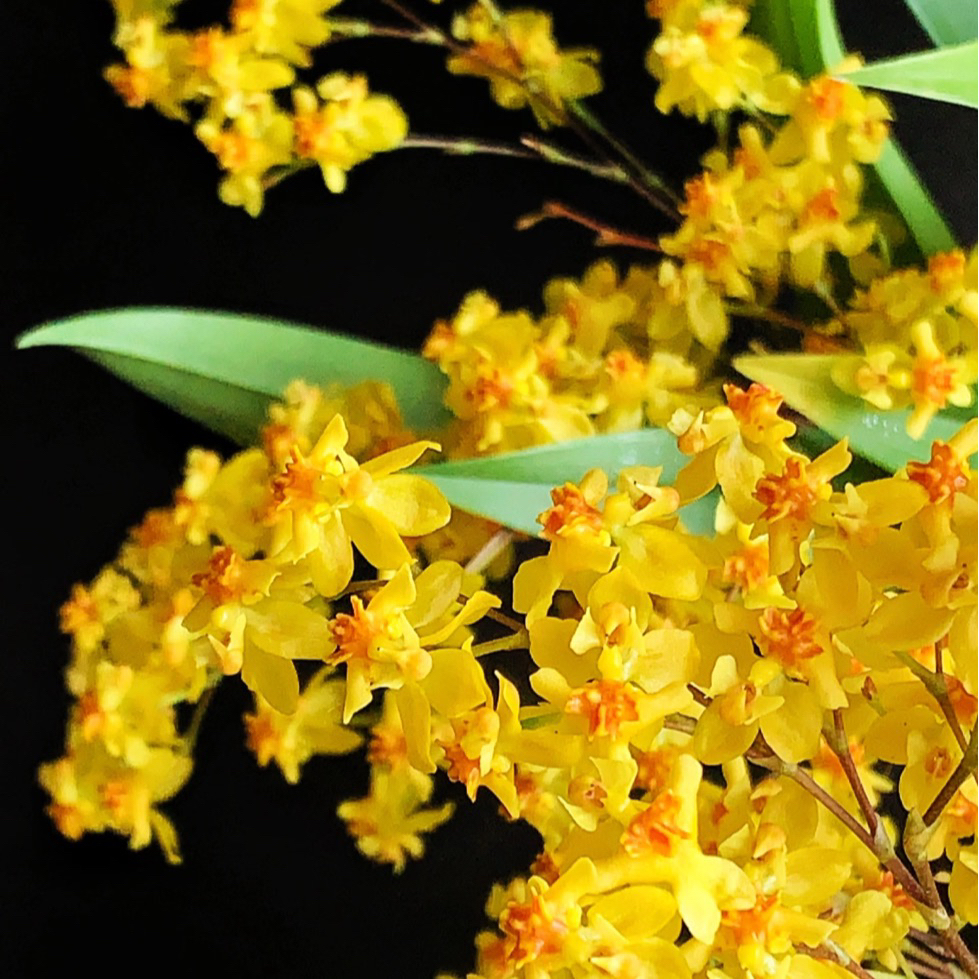 【缤纷甄选】精品鹅黄色文心兰3-5花剑带花剑不带花到手一盆绿植