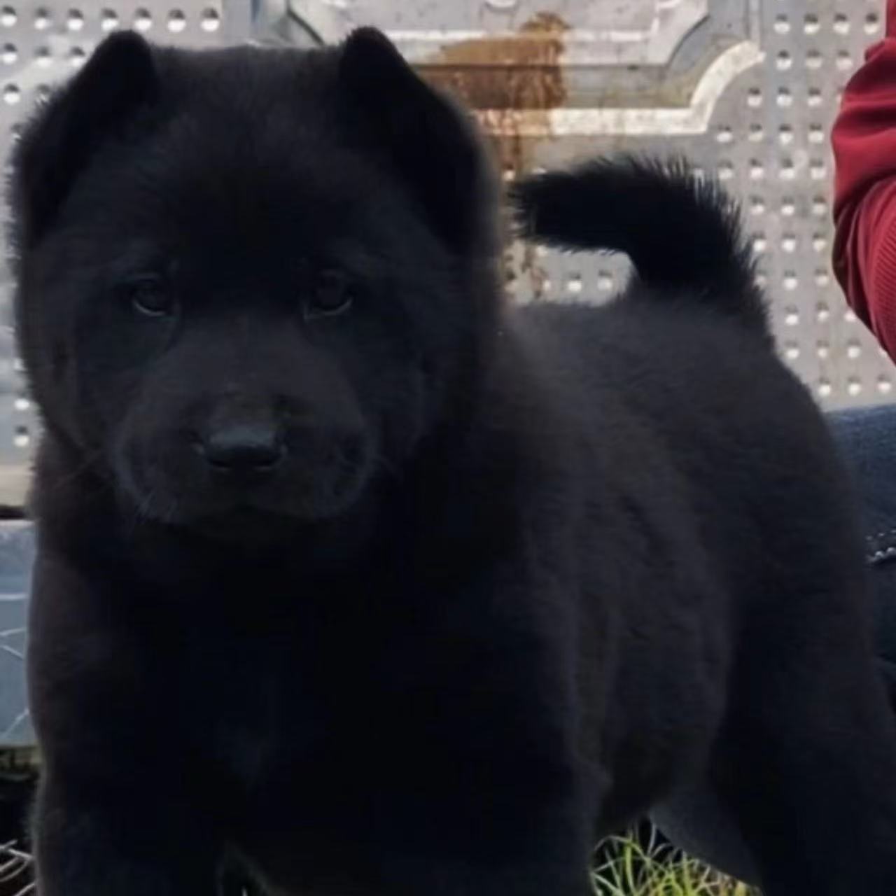 中华田园犬五黑犬狗狗活体链接（二）