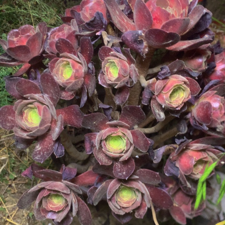 977花奶多肉植物