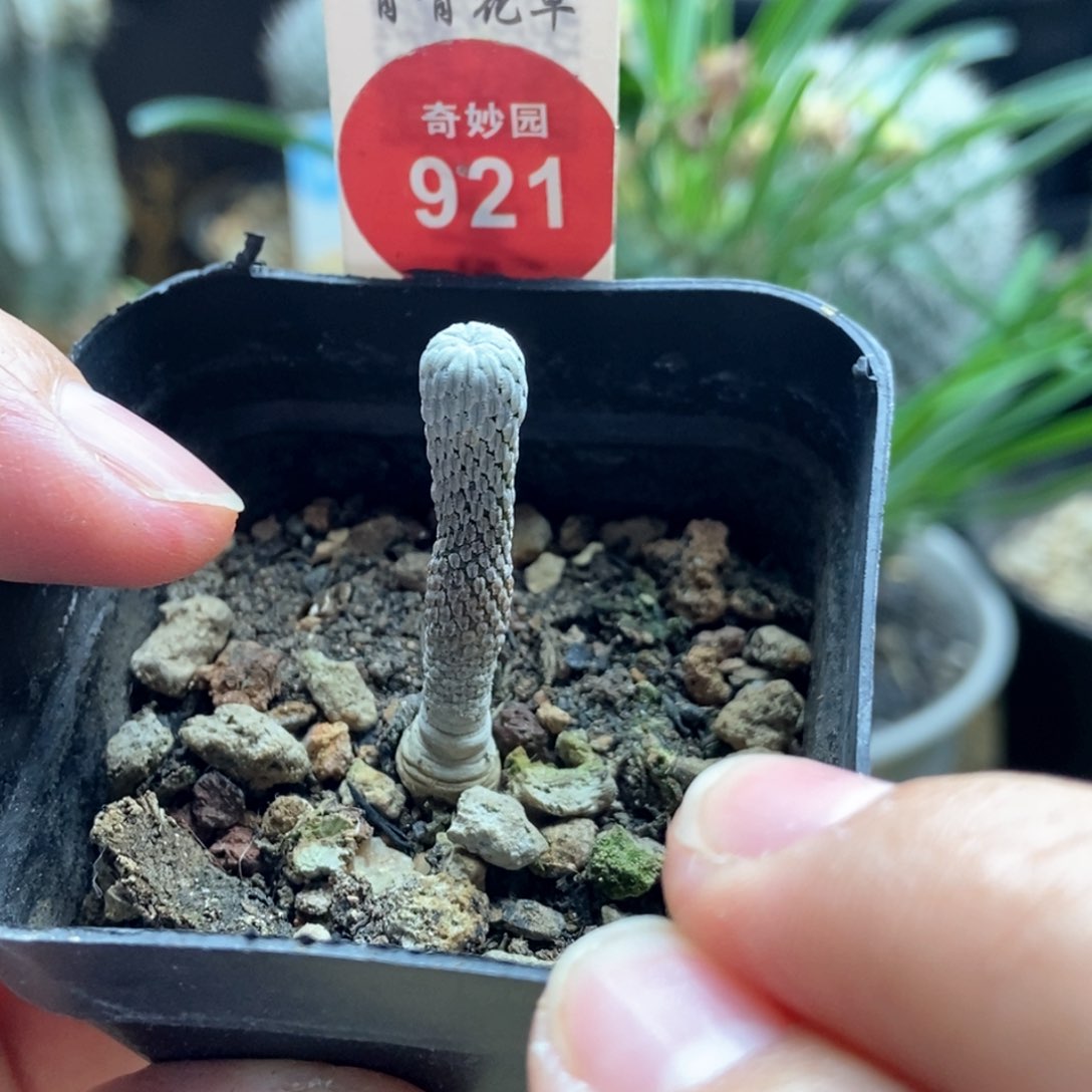 实生四年半精巧丸一颗仙人球