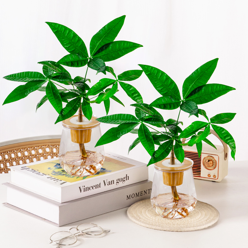 【花伴水】原生苗水培发财树室内好养观叶绿植适合办公桌客厅摆放