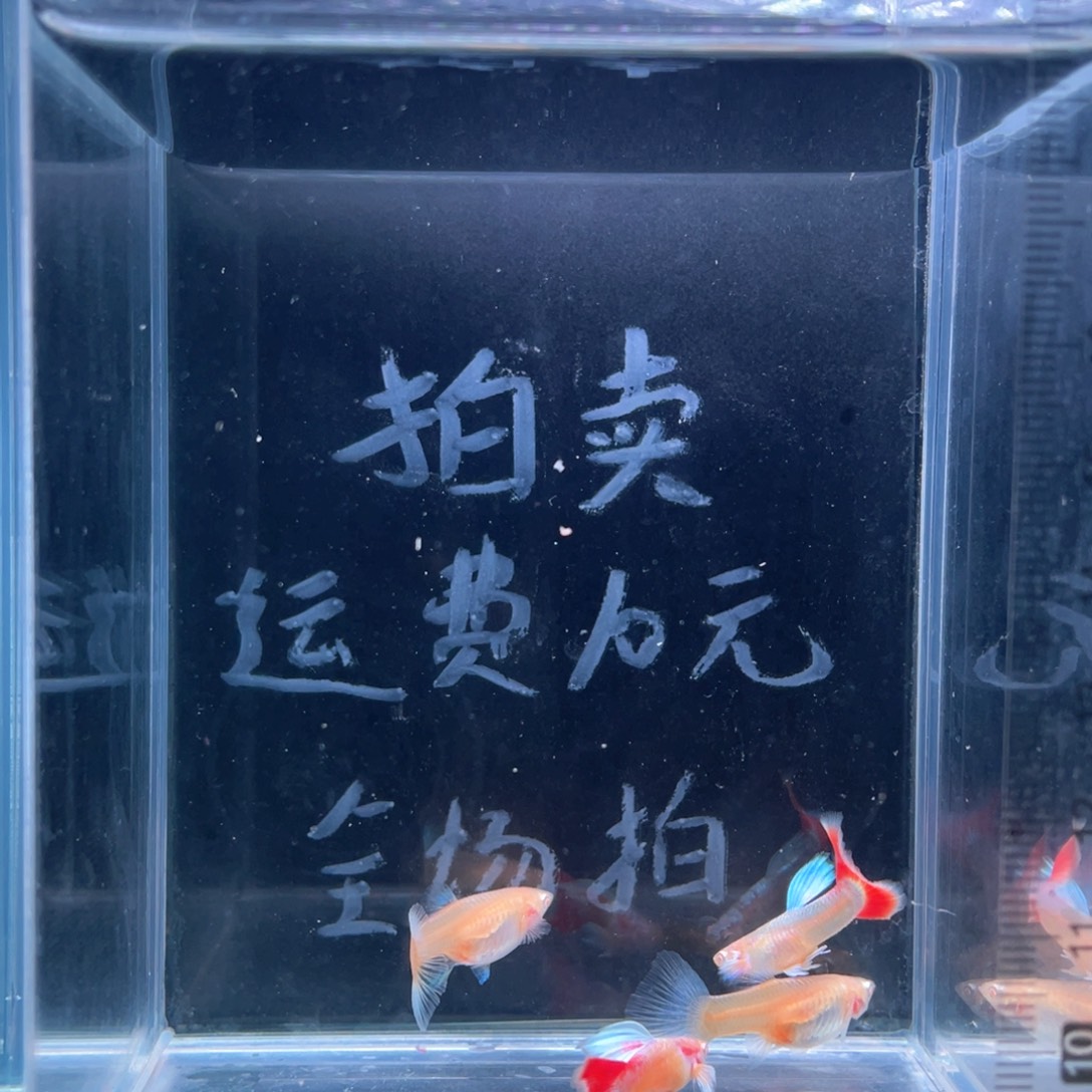 孔雀鱼蓝白火烧云两对