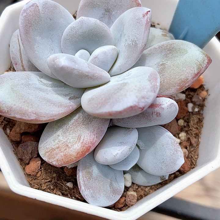 多肉植物雪莲909多肉