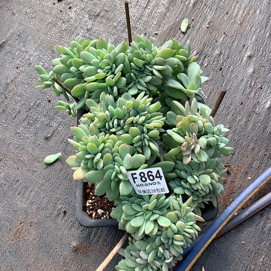 暮光之城缀化864 不包损退款拉黑需延迟发货