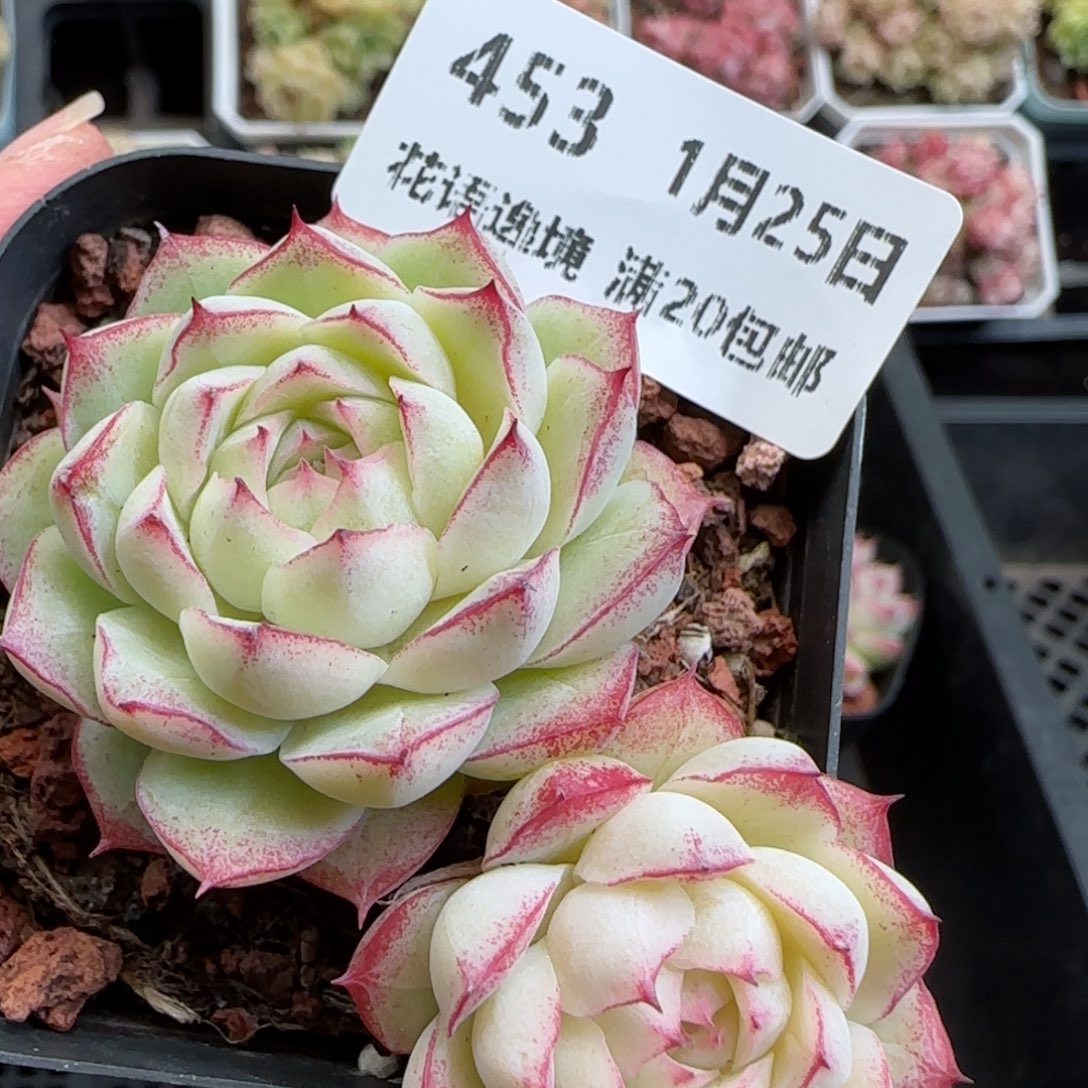 花语逸镜0125-453