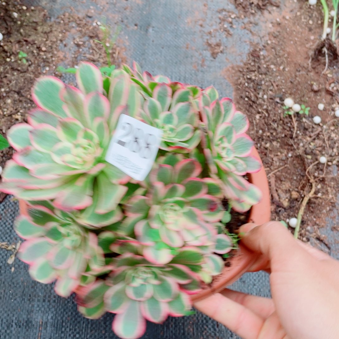 288号海神缀化多肉植物法师