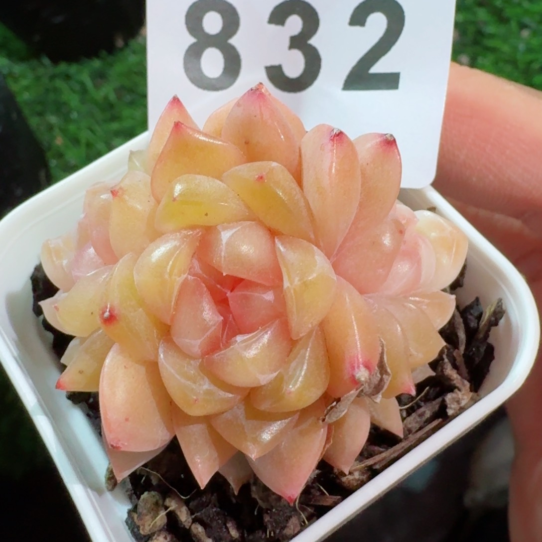 三头珍妮         精品多肉