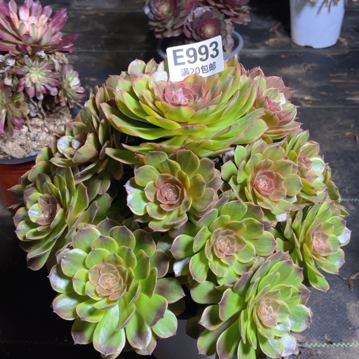 瑞妈一物一拍993