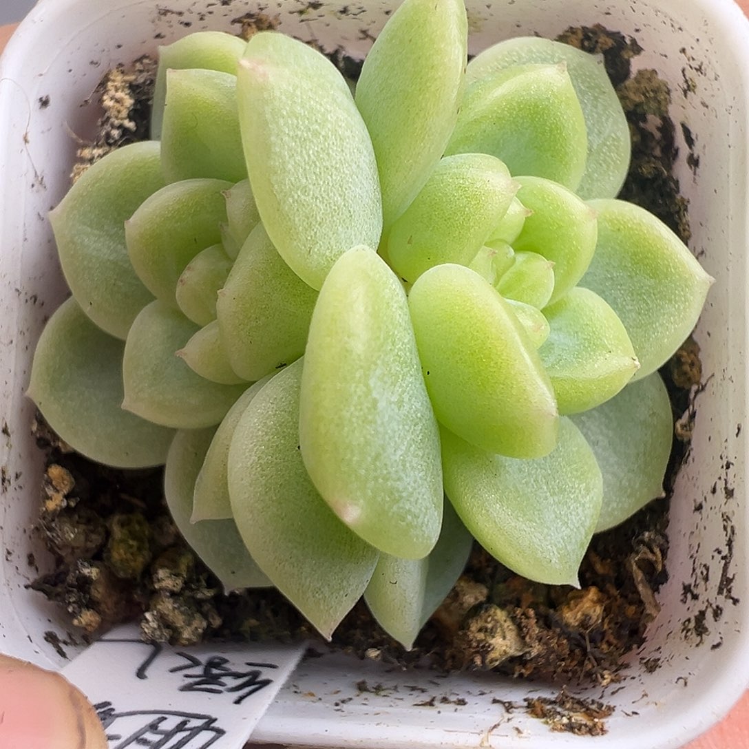 财富姐妹 原价48。 