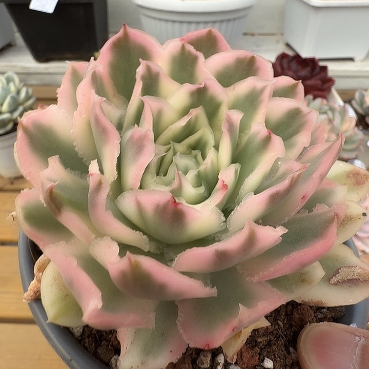 紫蝴蝶锦1111123-120