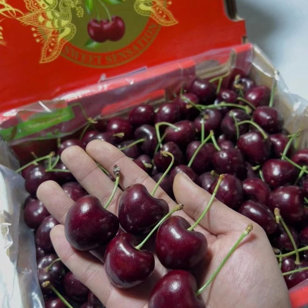 【品质甄选【空运智利桑缇娜4JD车厘子5斤装智利