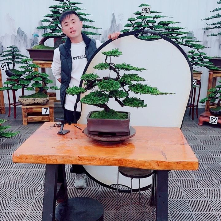 无花朵松柏盆景，一物一拍