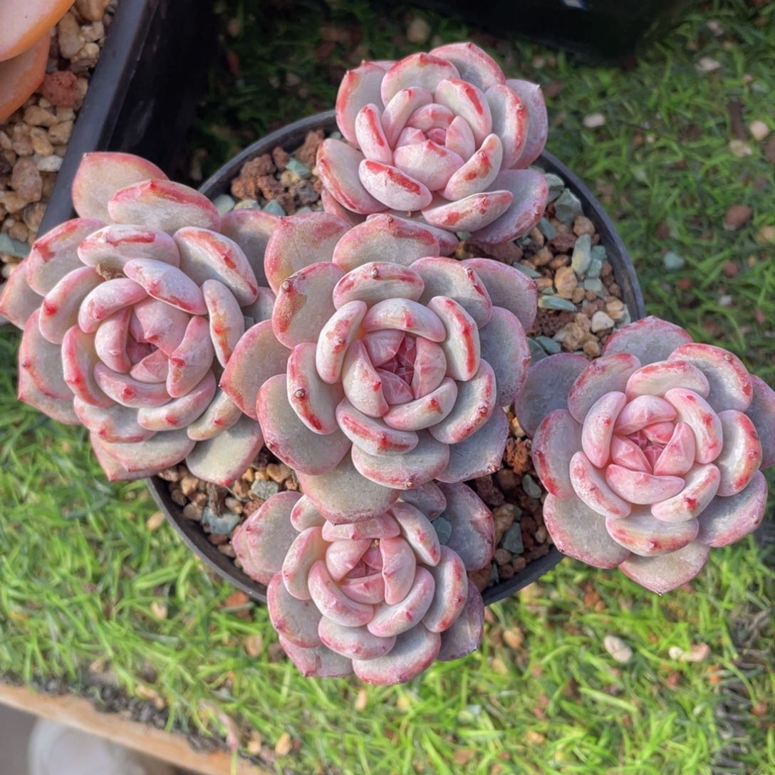 石榴籽星影多头老桩