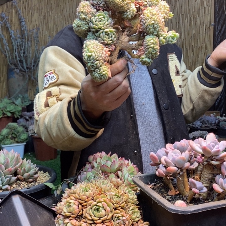 M***4471号白胖子多肉植物