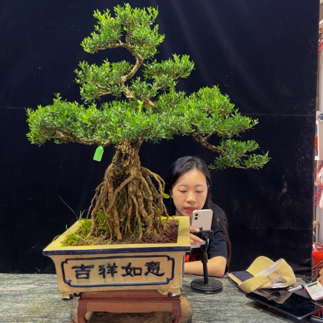 无花朵广东黄杨四季常青