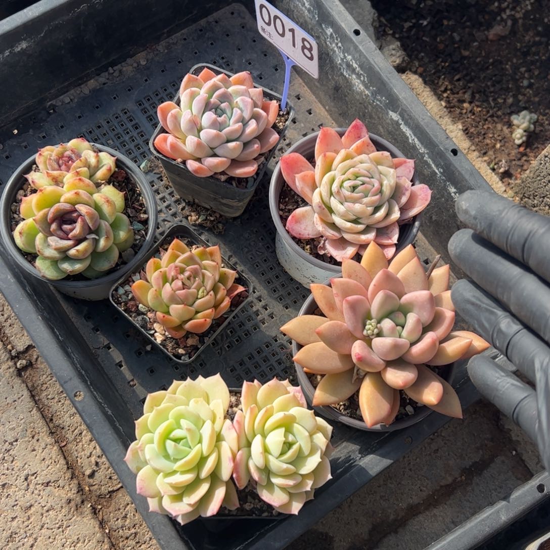 新手套餐一组包邮