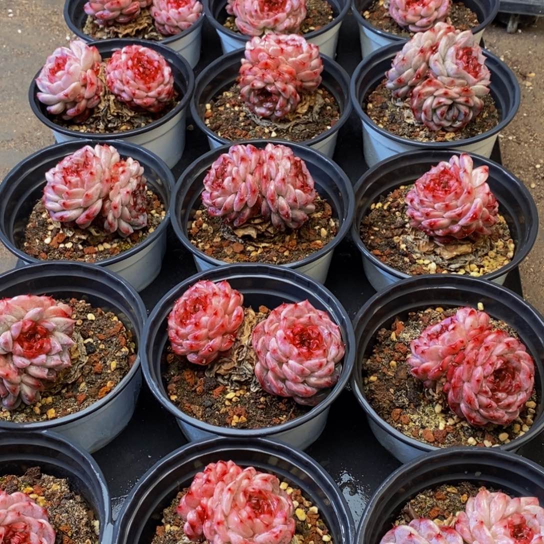 482多肉植物保护研究所