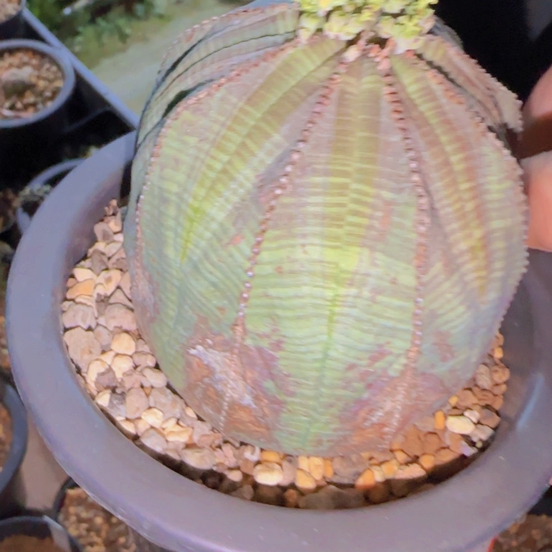 ?****财块根植物块根植物