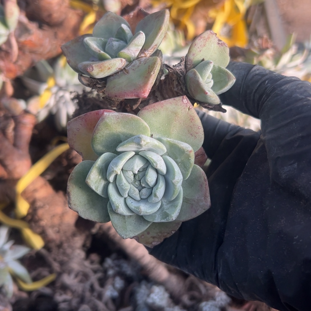 厚叶玫瑰脸～一物一拍1898