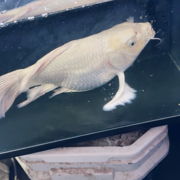 心***心海水鱼蝴蝶鲤90包邮