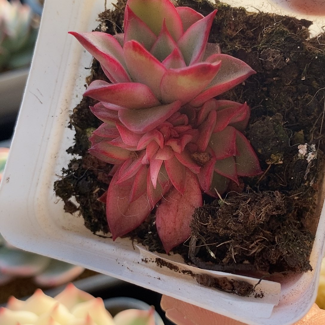 吉赛尔锦底座带富伦锦多肉