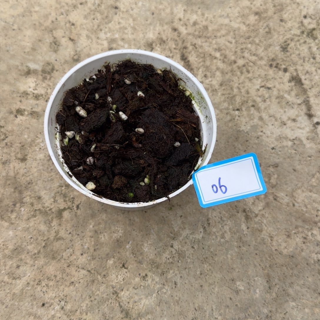 *****完全开放06小海王无售后