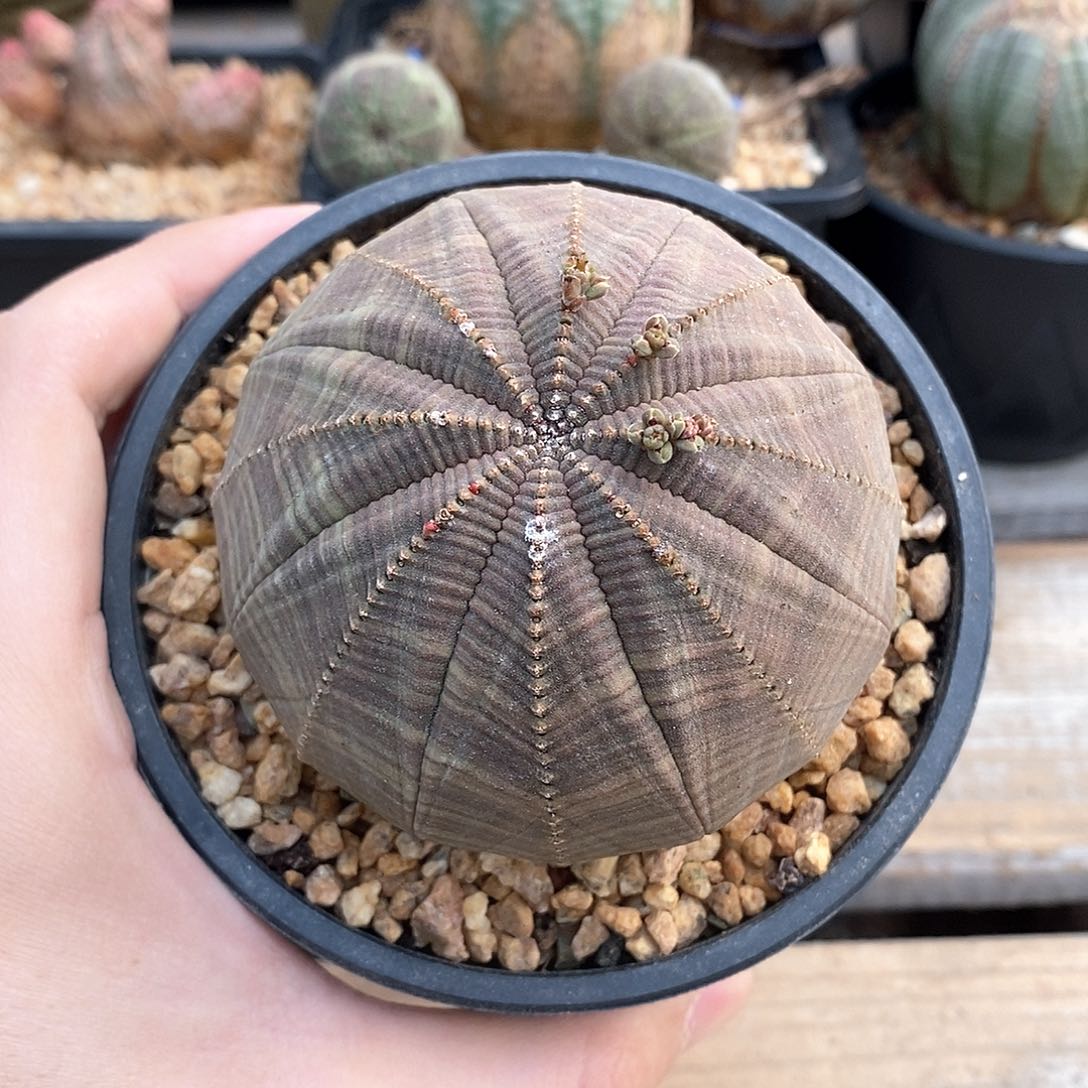 欧系实生布纹球多肉植物