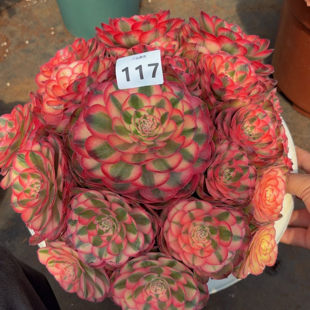 117多肉植物荔枝