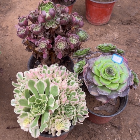 006多肉植物组合，