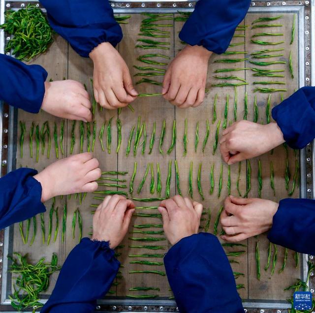 【手工捏尖太平猴魁】2025年四月春茶特级 兰花香气耐泡度4-5开