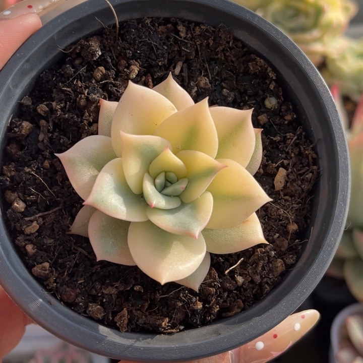 粉爱丽卡锦一颗价格