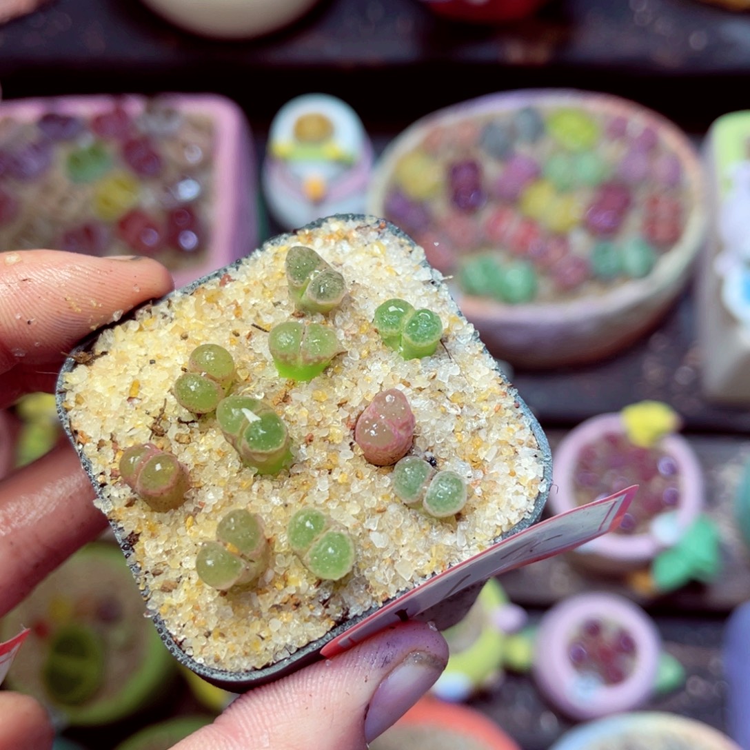 162脱土发带盆发11