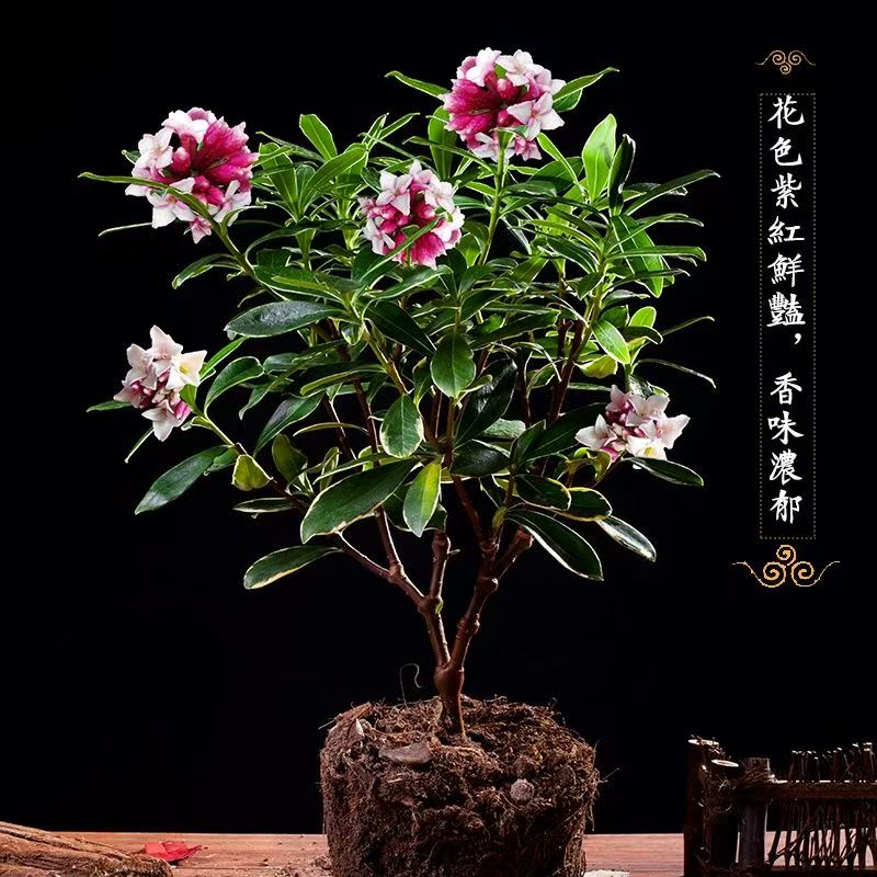 正宗瑞香带花苞花卉鲜花桂花树绿植盆栽金边金枝玉叶茶花广东梅梅