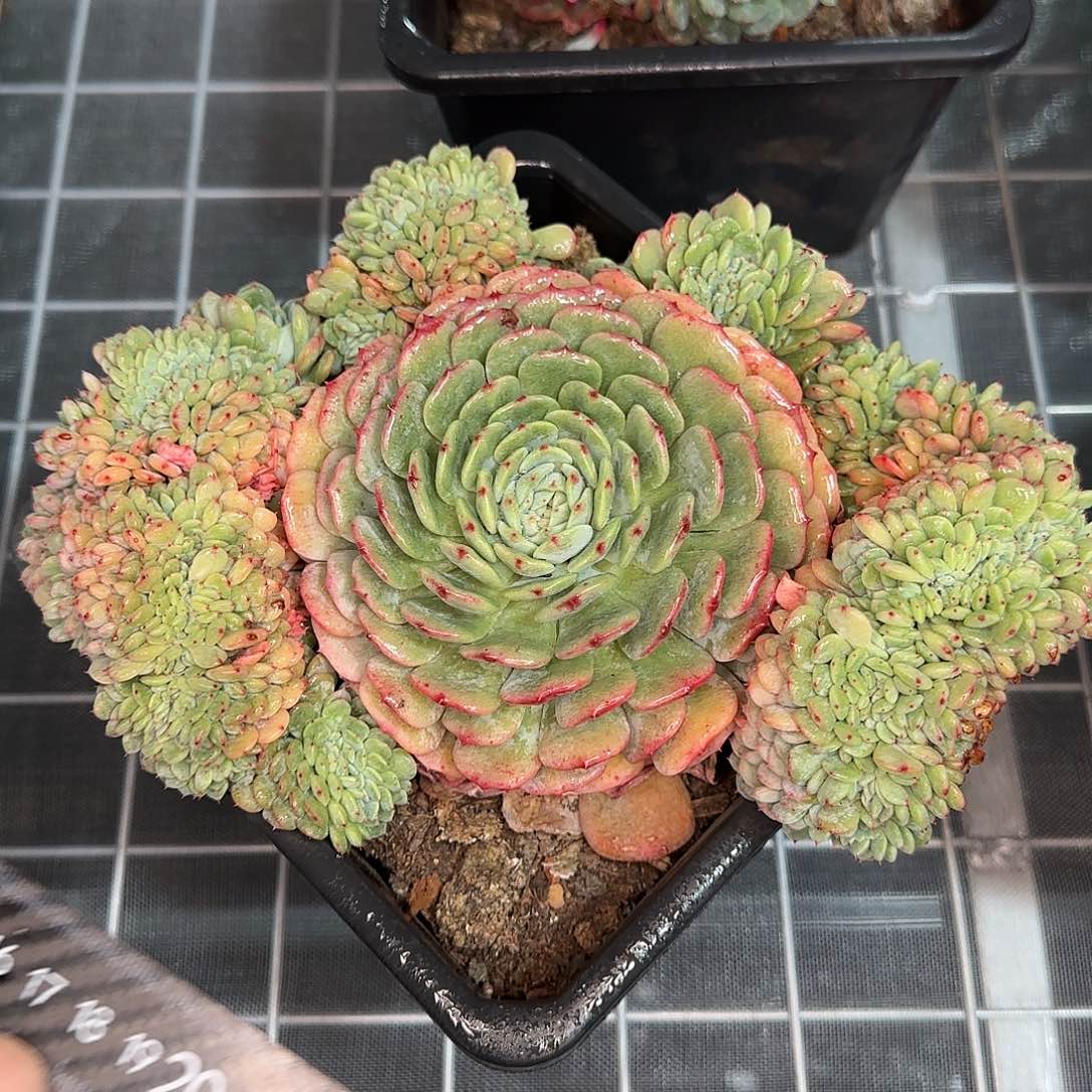 从前慢花园精选白胖缀