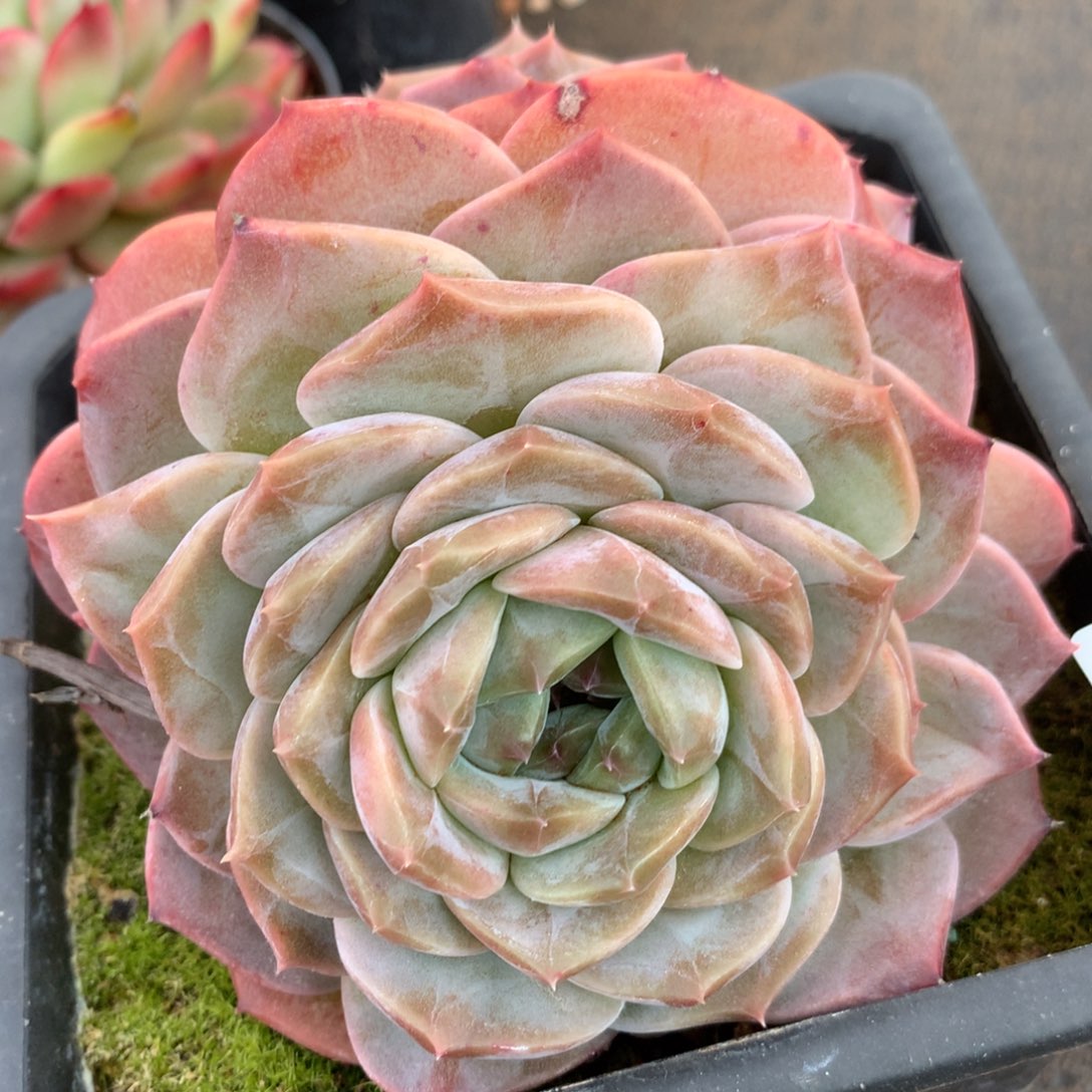 156新年快乐呀发发发