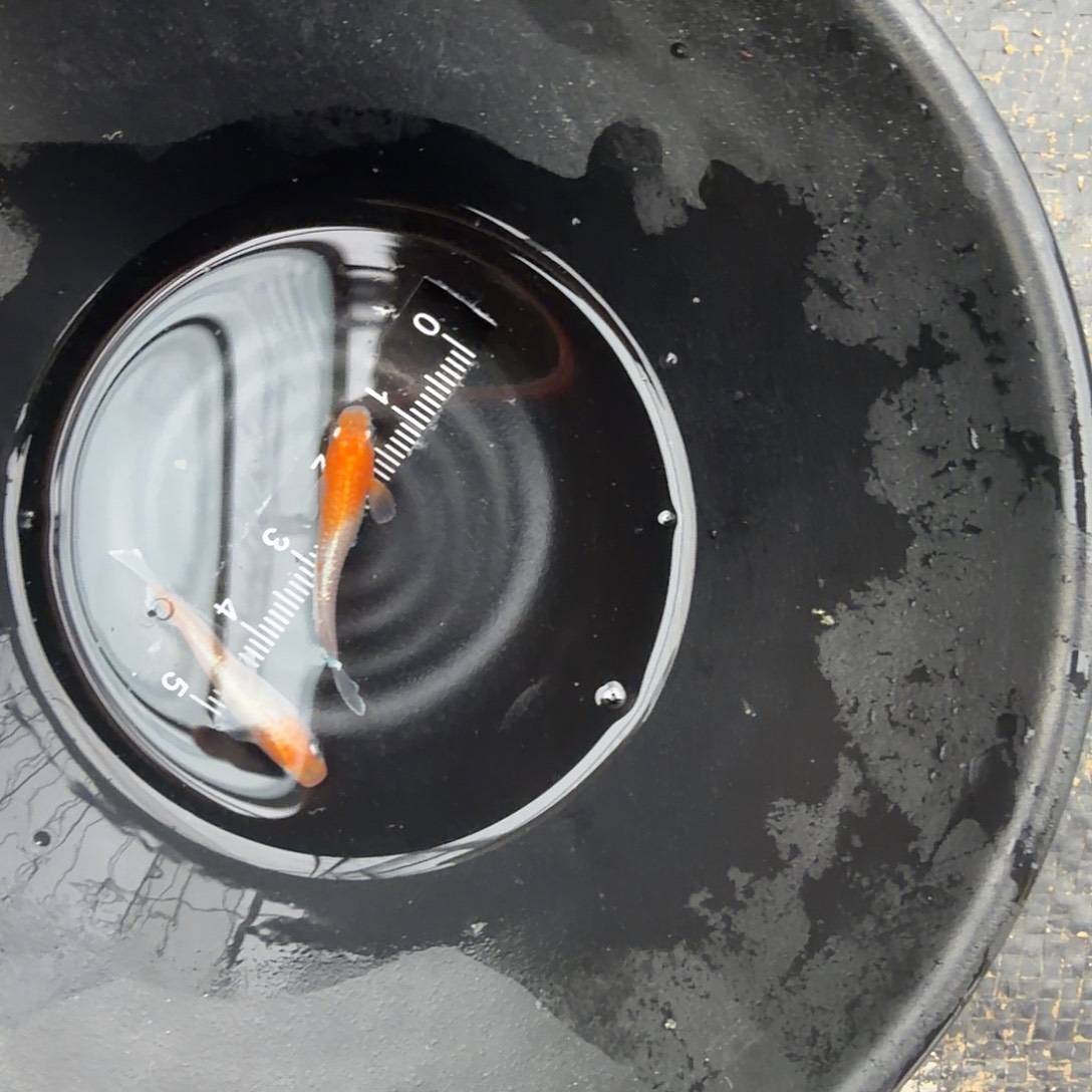 青鳉鱼观背青鳉02