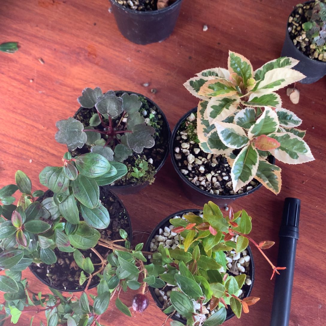 当前无花栽培后可以开花