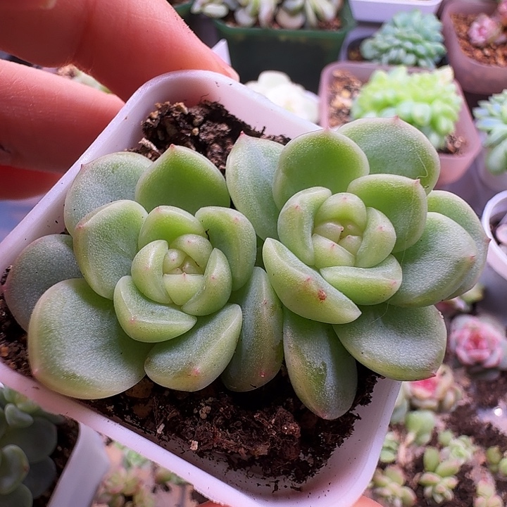 瑶兔双头朵朵福利