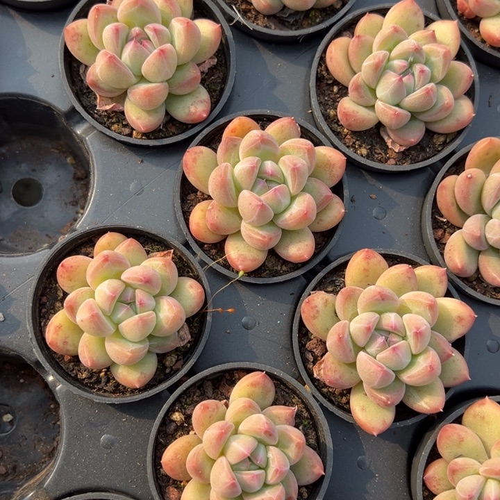 月台珍妮一颗量拍多肉满20包邮下午发