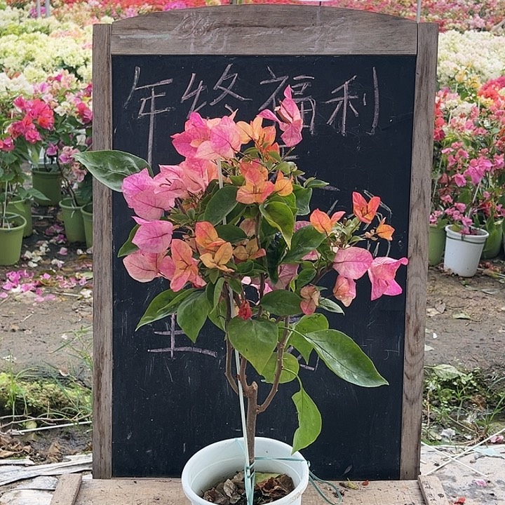 完全开放三角梅啊朱那