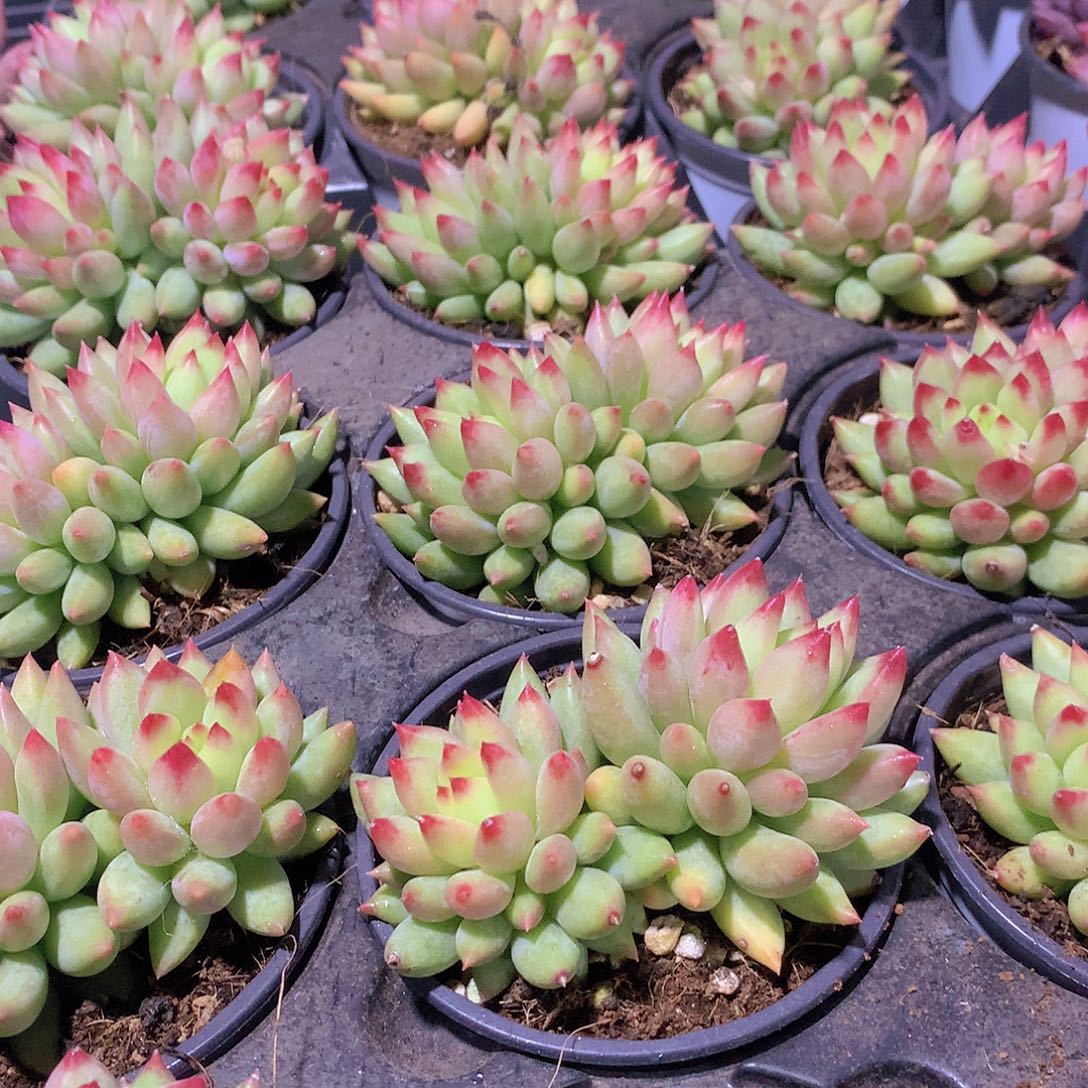 黄体虞美人34567788999