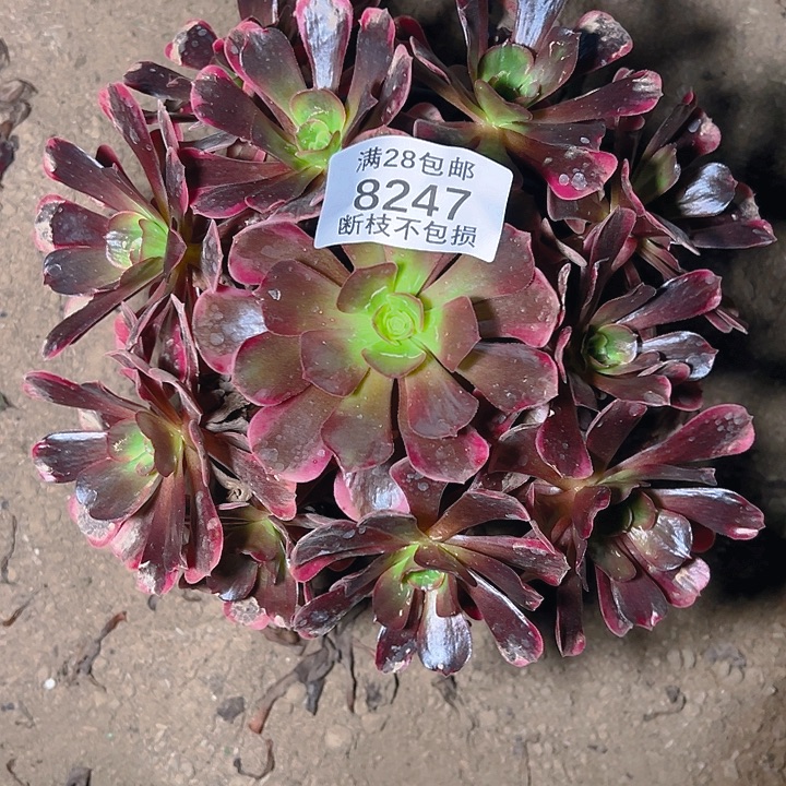 8247爱神多肉植物