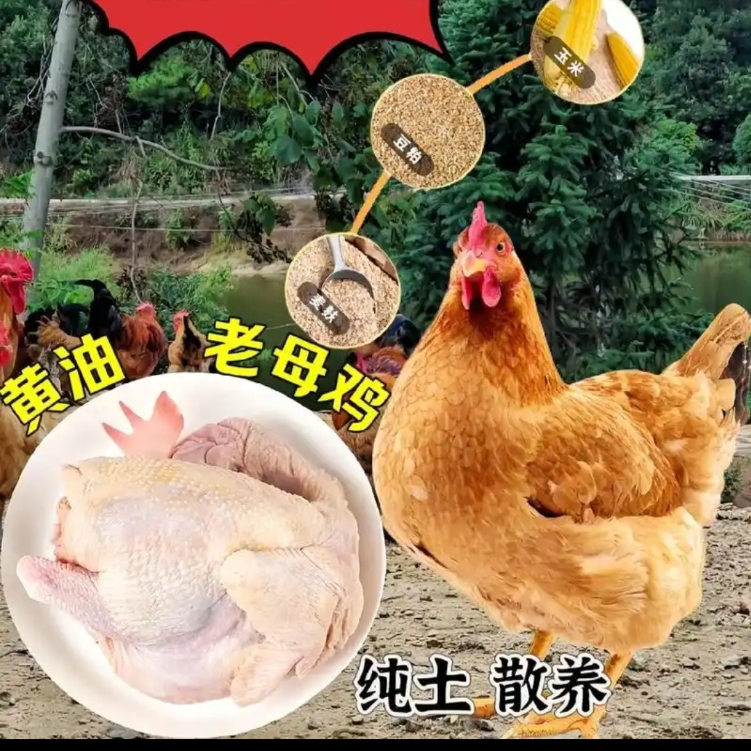 （顺丰包邮）散养两年以上大冠老母鸡，（带内脏）
