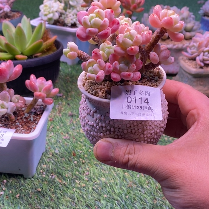 0114啊啊啊啊啊啊啊啊啊啊啊啊