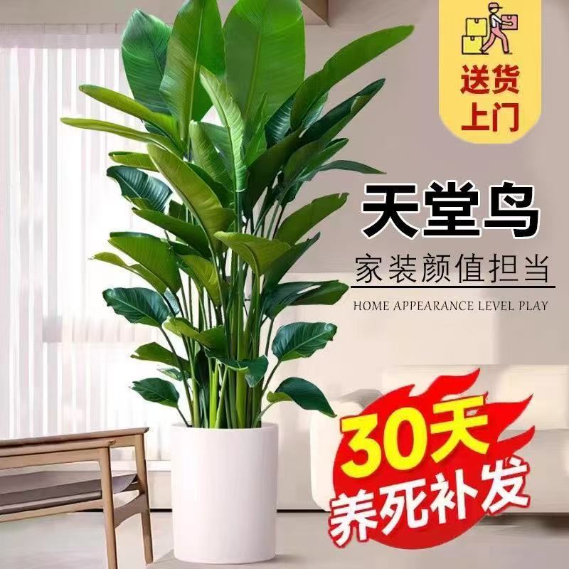 高品版天堂鸟大型绿植客厅大型落地室内盆栽净化空气美观沙发旁边