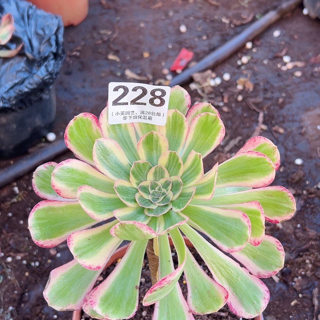 V锦228多肉植物多肉植物