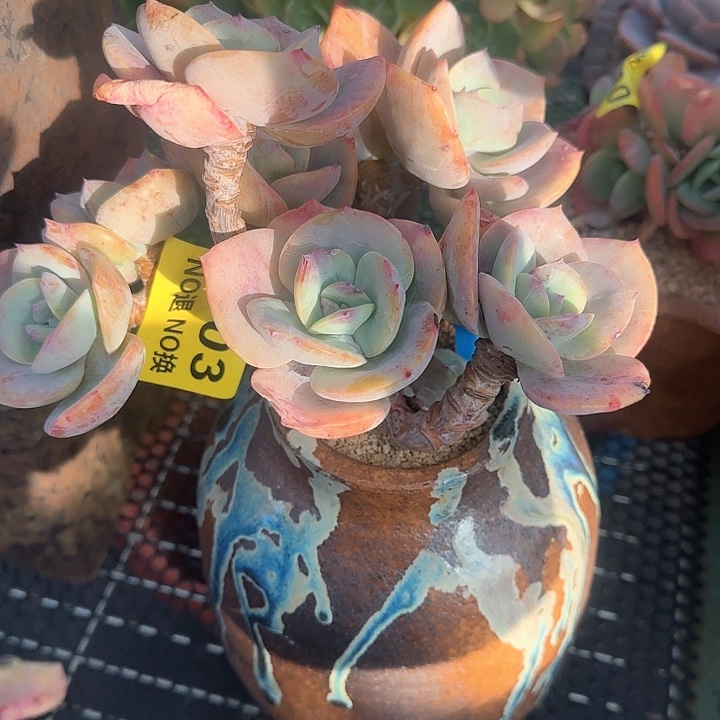 0703无砍白凤朵朵老庄