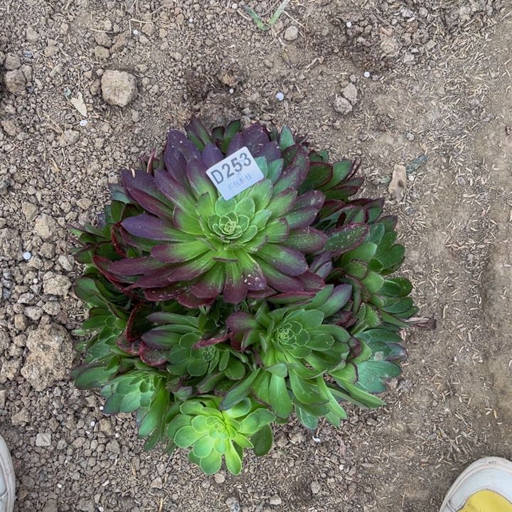 253万花筒多肉法师不包断枝