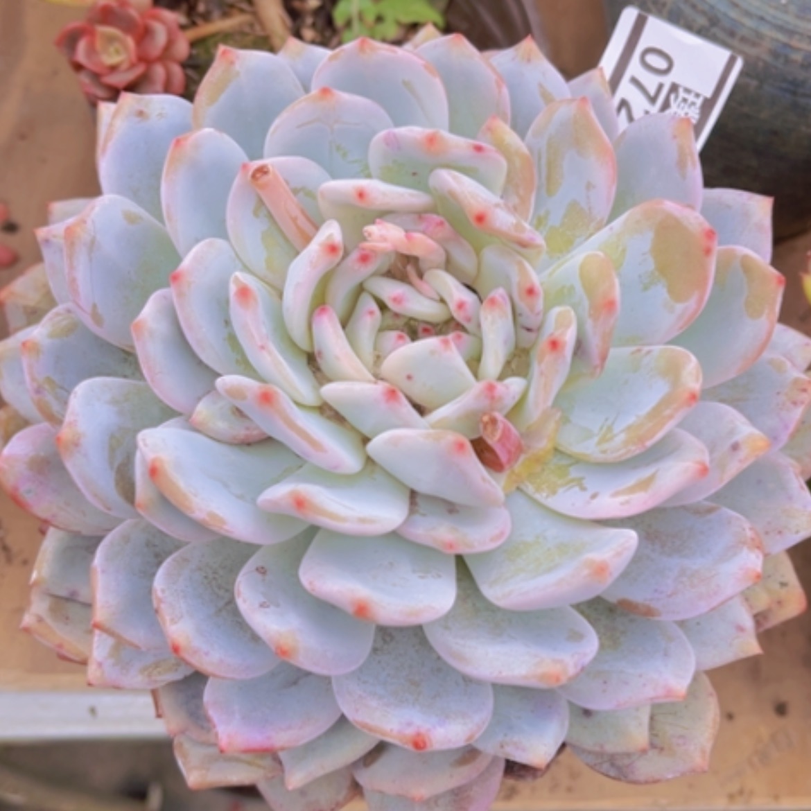 【闪购商品】橙梦露0727